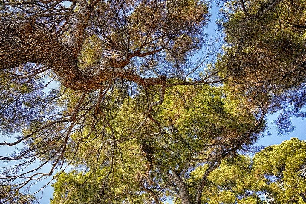  Nota adreçada als propietaris forestals          .