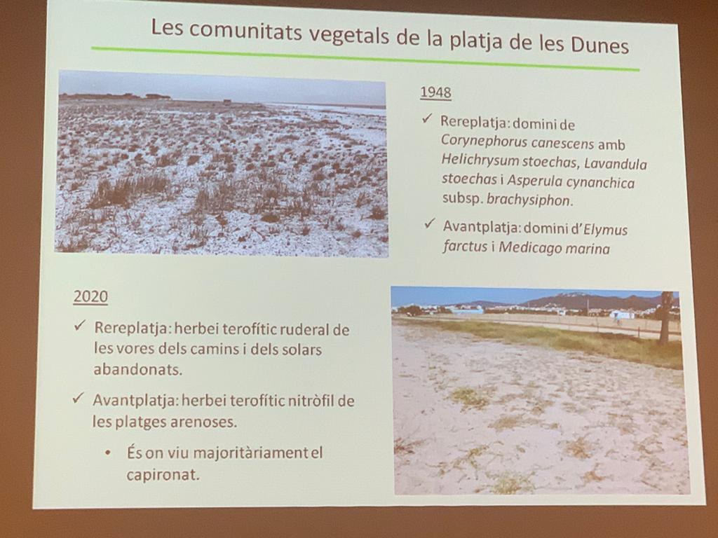 La platja de Santa Susanna disposa d'una de les poblacions de Capironat Marí més gran del món.