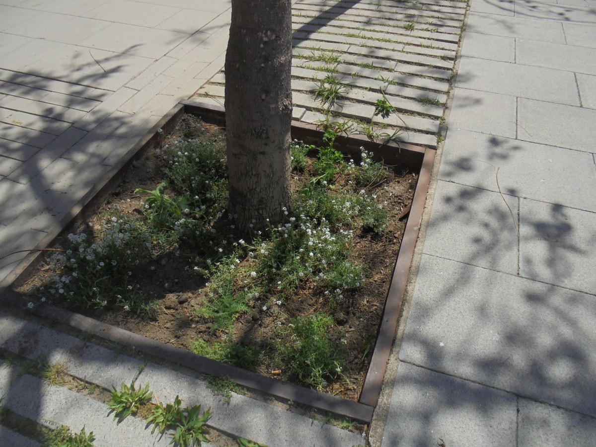 Planten als escocells dels arbres espècies que atrauen els depredadors de plagues.