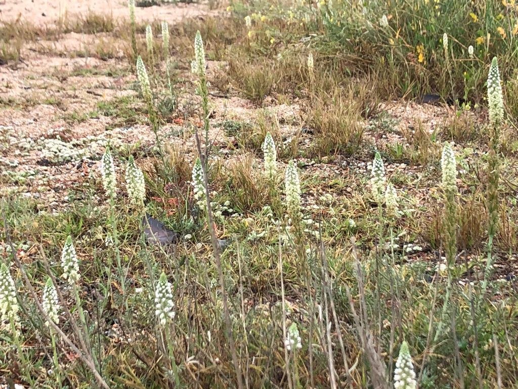 Santa Susanna reforça la protecció perimetral del capironat marí.