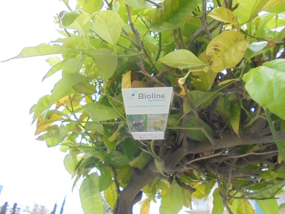 Santa Susanna utilitza insectes enlloc de pesticides per combatre les plagues dels arbres.