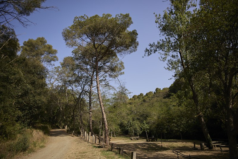 Bosc