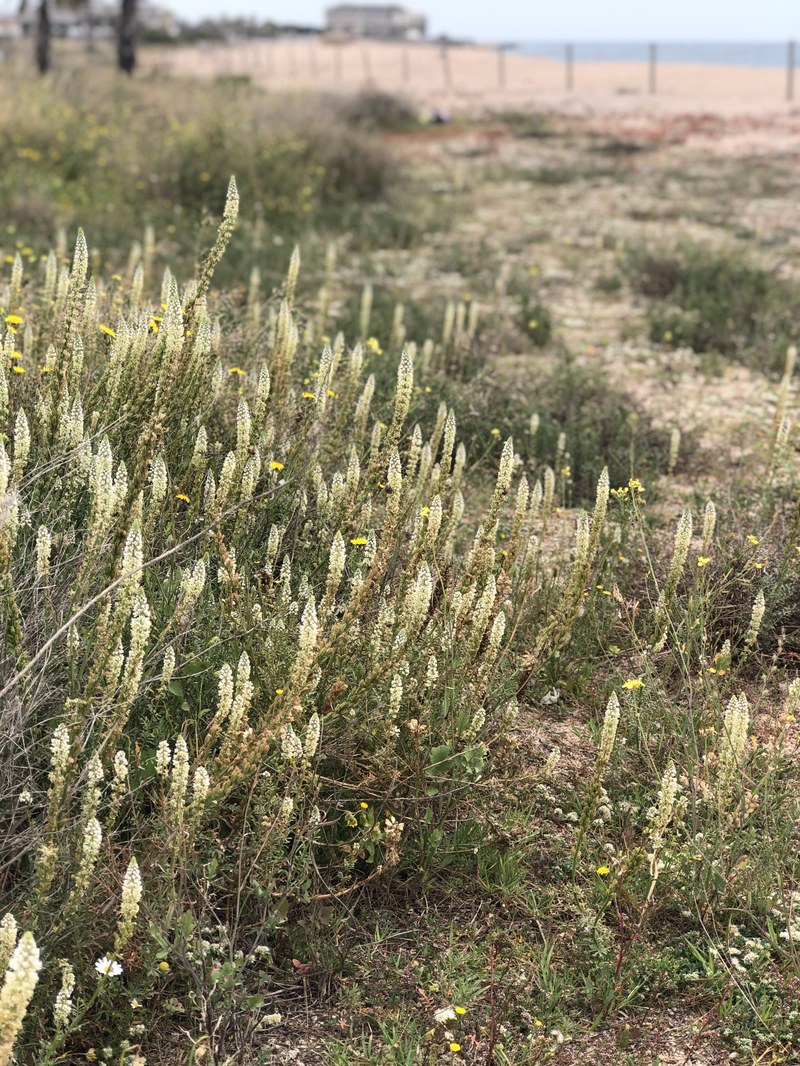 Reseda hookeri