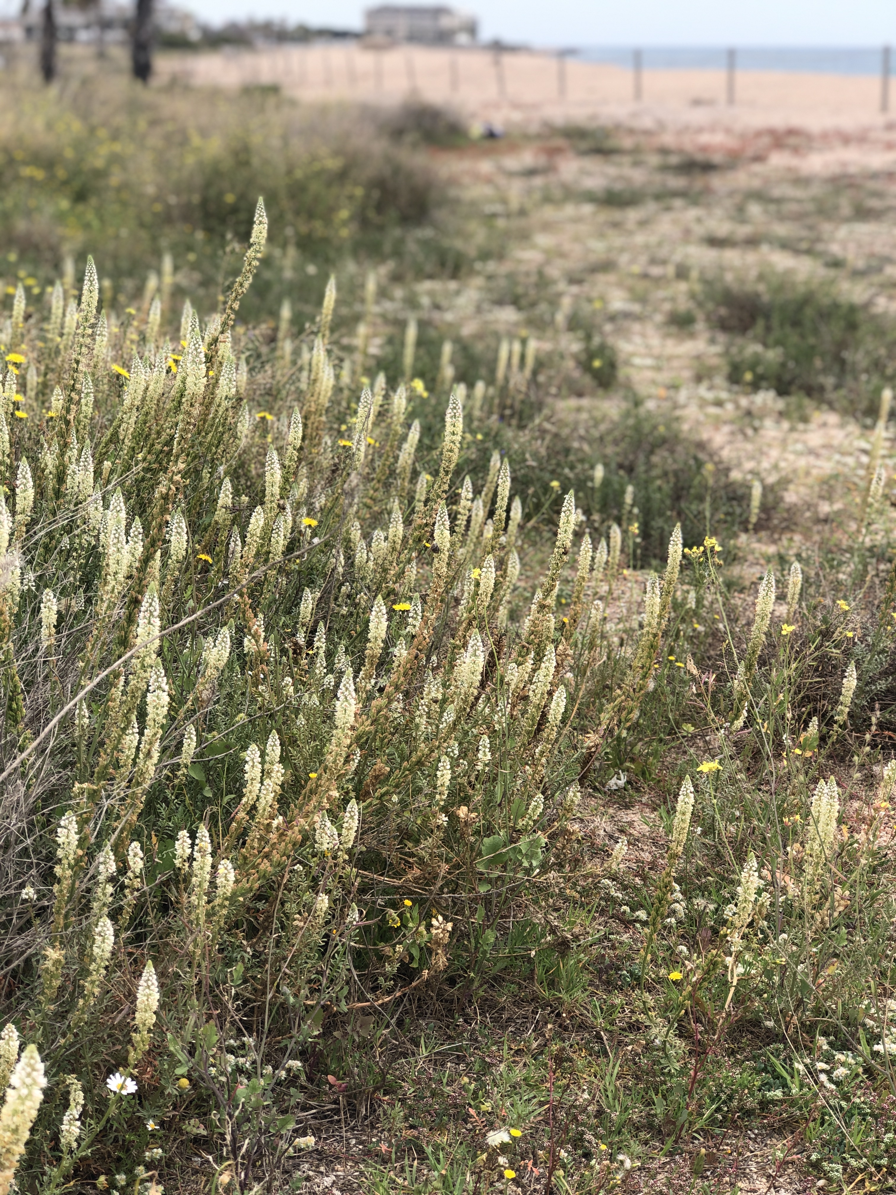 Reseda hookeri