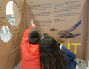 La biblioteca, un espai d'exposicions