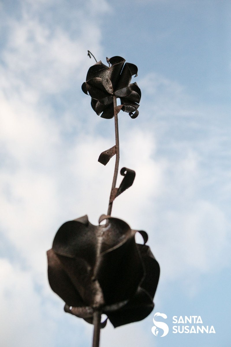 Flor de Santa Susanna