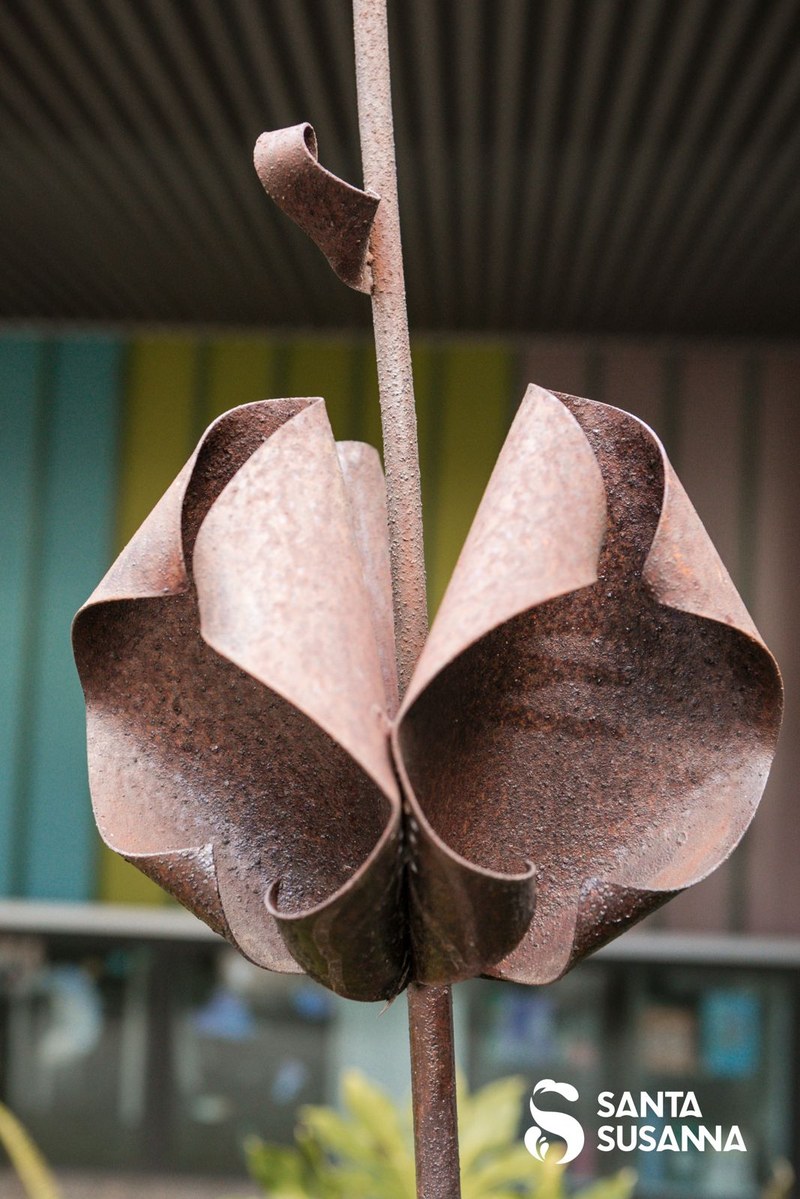 Flor de Santa Susanna