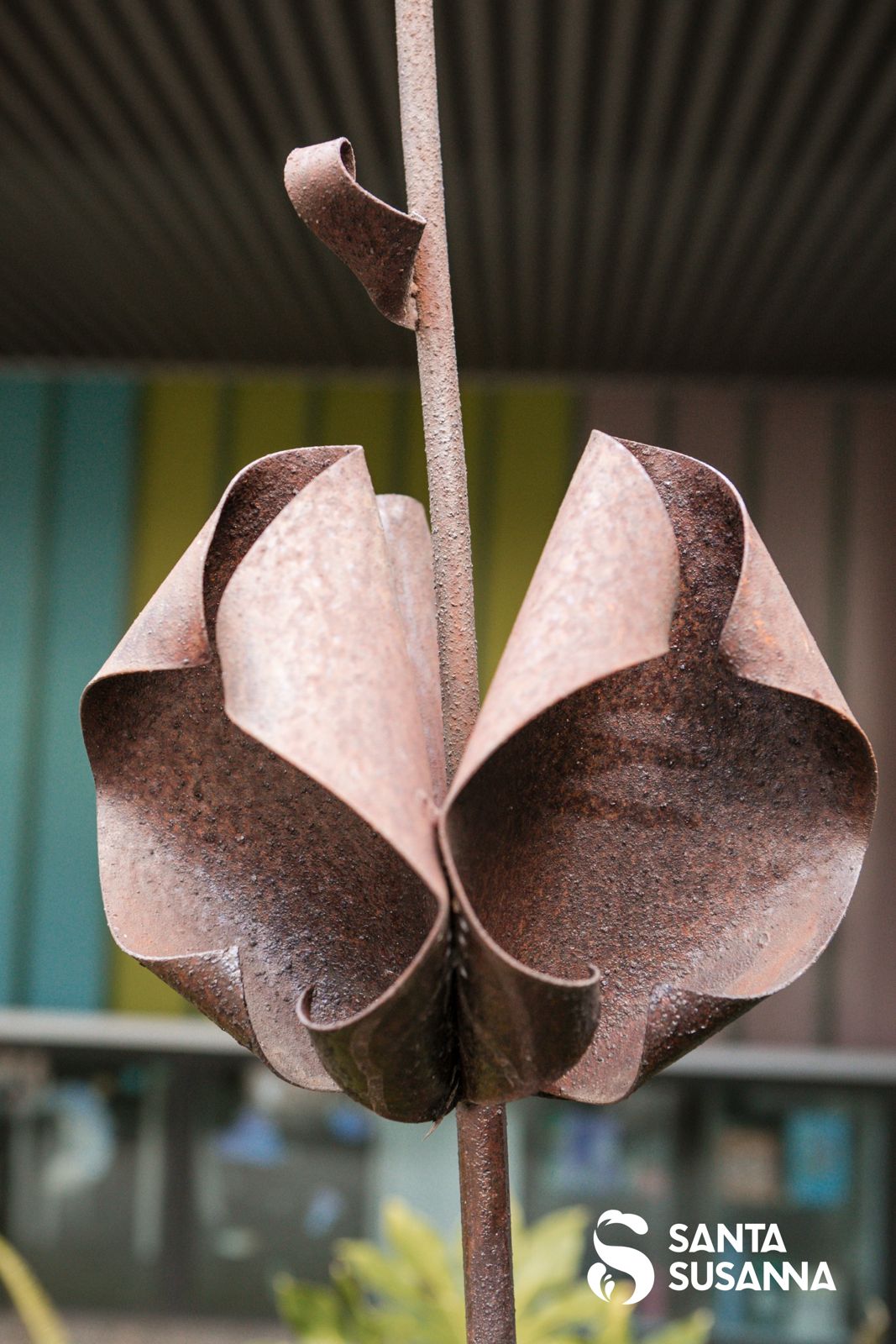 Flor de Santa Susanna