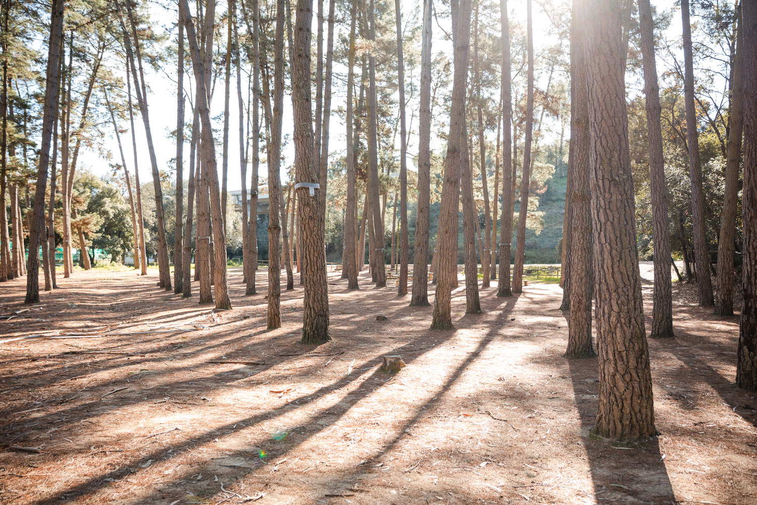 Zona d'esbarjo Lillota