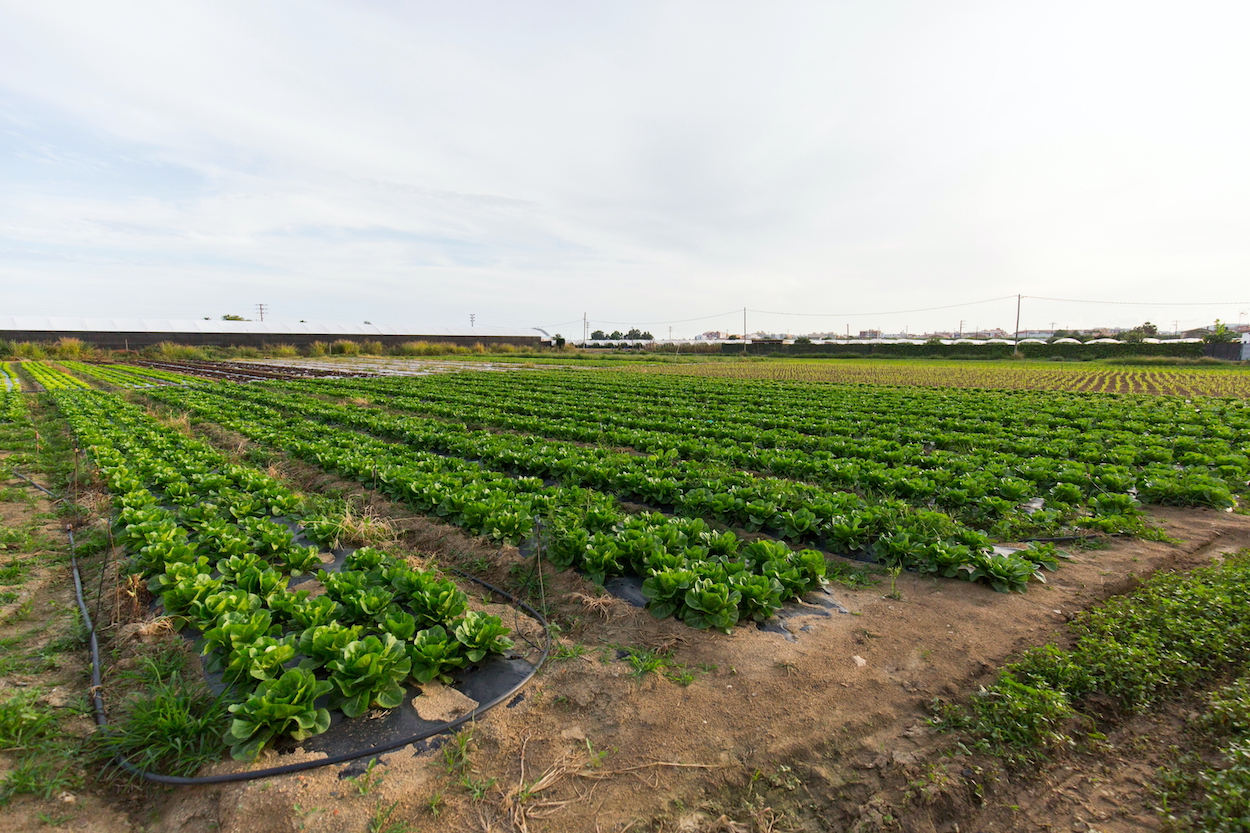 Espai agrari a Santa Susanna