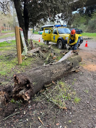 L'ADF en una acció de retirada d'arbres