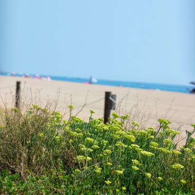 Platja de Llevant