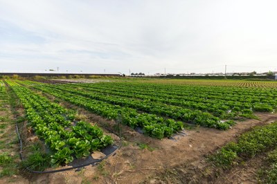 Espai agrari a Santa Susanna