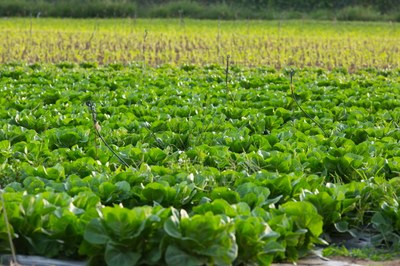 Espai agrari a Santa Susanna